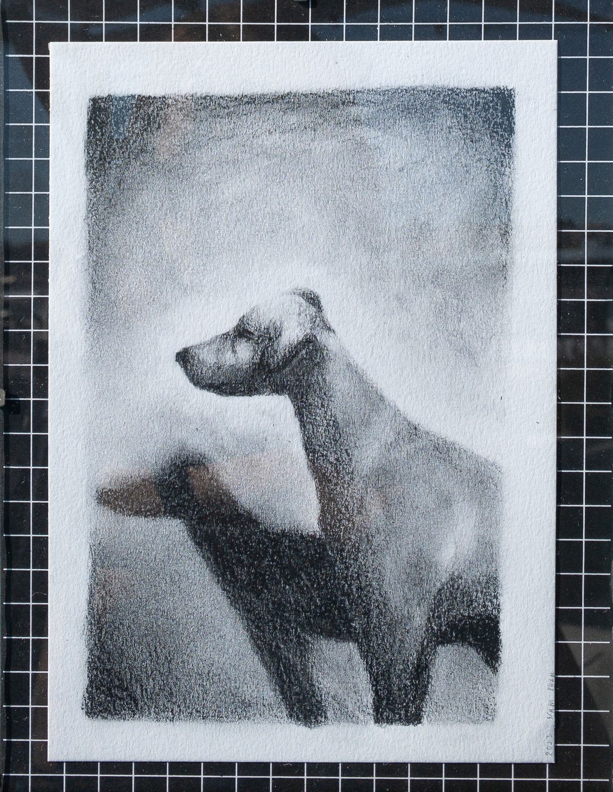 Chien droit
