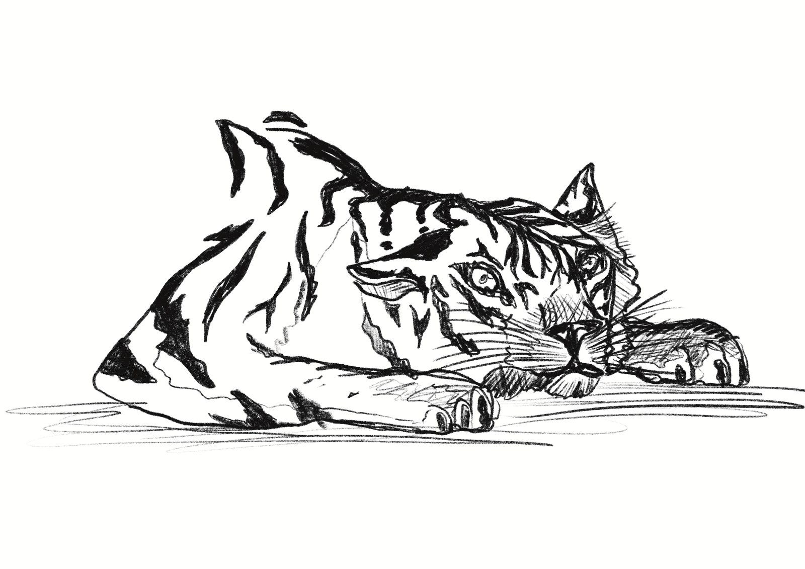 Etude de tigre
